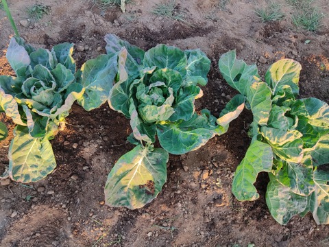 ✨農薬・化成肥料不使用の新鮮芽キャベツ約300g+コカブ約1㎏✨冬の温かい食卓セット😊