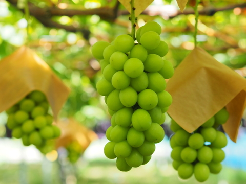 【母の日】漆山果樹園ワイン375ml×3本セット