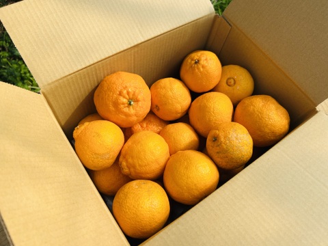 【訳あり】数量限定 ご家庭用にどうぞ！今季最後の【不知火 露地栽培】５キロ 大小傷ありサイズばらばら