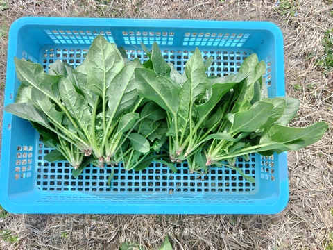 《ふわふわ柔らか食感！》ほうれん草『スパイダーデューク』（250g×4袋）