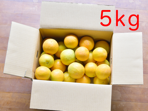 とても希少な国産 バレンシアオレンジ【贈答用(特選品)】[5kg]　320-1