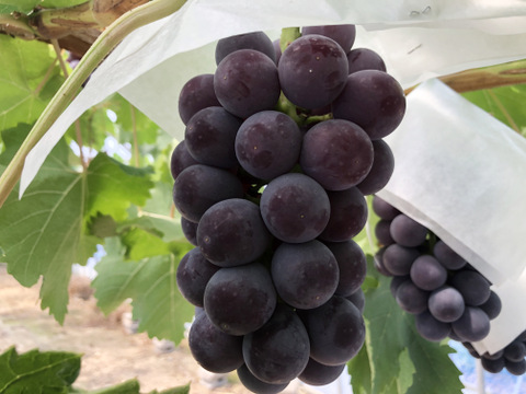 糖度抜群！種なし　あづましずく　房売り約800g　『常温発送』