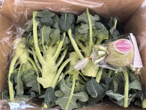 ともちゃんのブロッコリー１０本