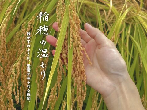 【農家直販！】令和7年産 魚沼産こしひかり玄米30kg