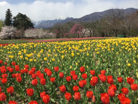 北アルプス山麓　自然栽培米　天日干し　朝日　白米3㎏