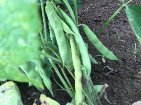 北海道の美味しいお豆！自家種　金時豆 約９００g