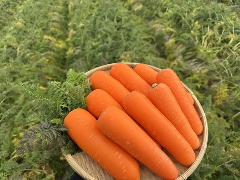 甘くてごめんっ！甘えんぼ♡【キャロりん】4.5kg