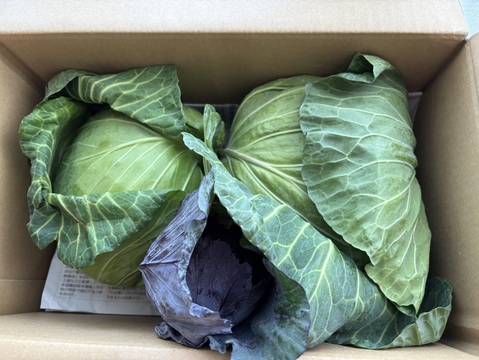 【食べチョクアワード2025入賞】
２玉🌊海風🌊春キャベツ🌊