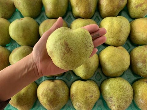 山形特選ラフランス加工用5キロ【コンポートなどに】