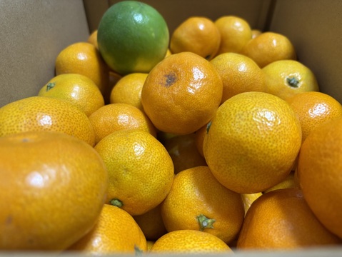 箱込約5㌔　濃い濃い薄皮みかん（Ｓサイズ）