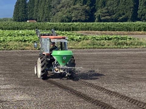青森のおいし〜い『ごぼう』