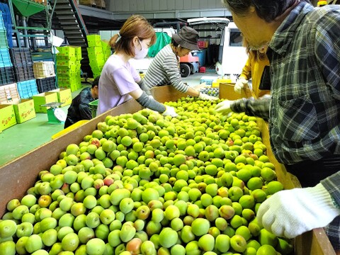朝取り当日出荷　和歌山みなべ町産 南高梅 青梅 10kg 梅 紀州南高梅【青梅】 10kg 和歌山産 冷蔵便 送料無料 食品