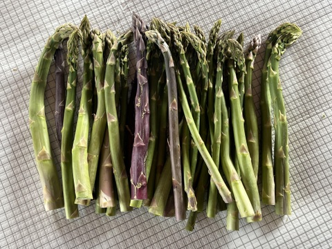 【キズ曲がり訳あり品】アスパラガス２ｋｇ　北海道幕別町産露地（ご家庭用）