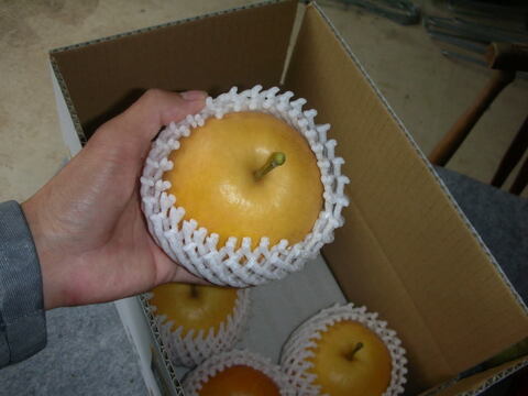 鳥取産・新興梨３ｋｇ（６～８玉入り）
