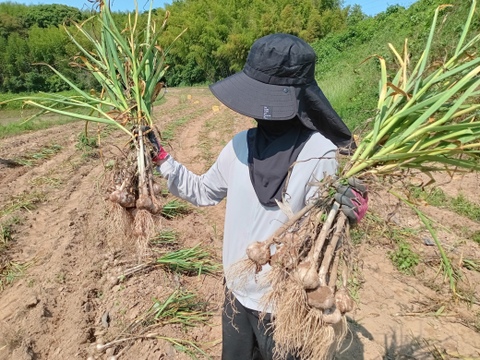甘くて美味しい黒にんにく120ｇ×4パック