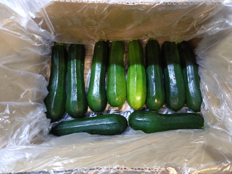 規格外、ズッキーニ群馬県産 (2kg)