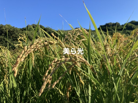 【ゲン担ぎ福袋】めでたい彩り!自然栽培･天日干し!古代米(黒赤緑)ブレンド(100g×2p)+美ら光