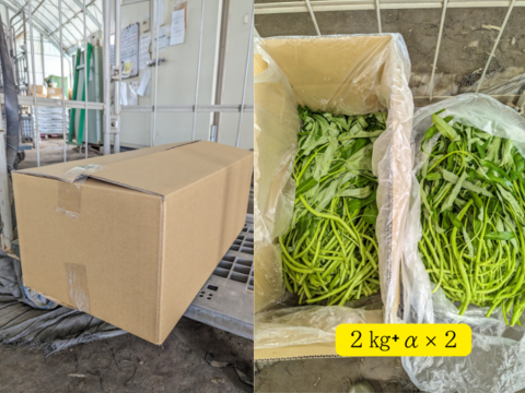 シャキシャキ！暑い夏でも食べたくなるエンサイ(４kg）