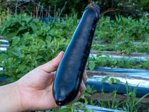 自然のうるおいで艶やかに育った島原の『うる艶なす』| 1 ㎏