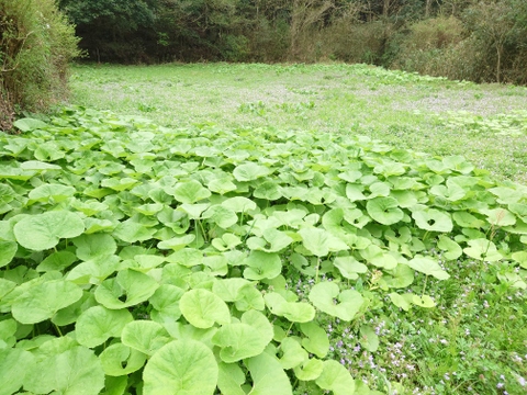 旬の山菜！山あいの『水ふき』500g