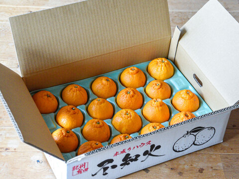 【先着5名様限定】伊藤農園 認定農家さんの完熟 木成り 特選不知火(デコポン同品種) 小玉18個入【2月中旬より発送予定】322-kmd18