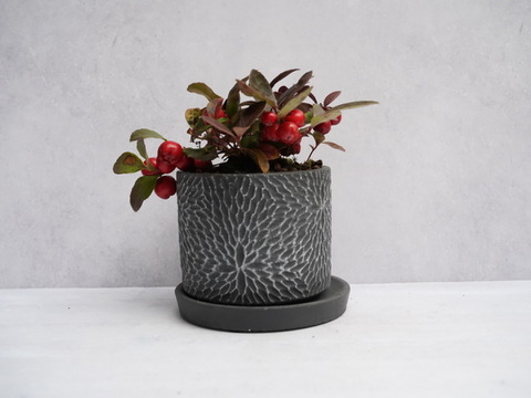 ミニ盆栽【チェッカーベリー × 黒花模様陶器】高さ約17cm×横約15cm【朝市限定】
