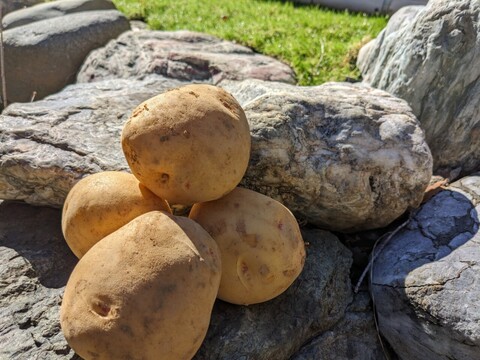 【750時間熟成】知る人ぞ知る蔵元の隠れた優品💡400年蔵出しポテト🥔寛永鶴見ブランドじゃがいも【大容量パッケージ約２キロ】