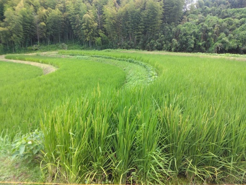 令和7年新米🌾旭1号🌾玄米10kg
自然栽培　熊本県菊池産