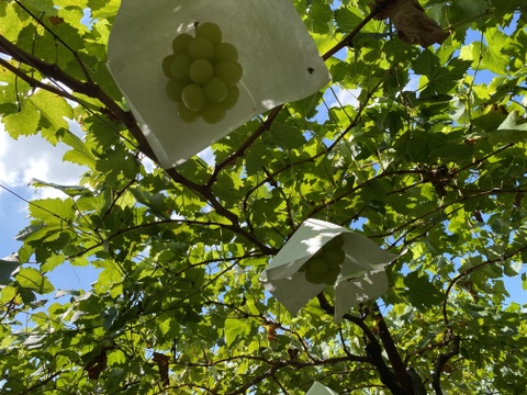 【朝どれ】【9月下旬からお届け:1kg以上！】ブドウ＊マスカサーティーン 1kg箱