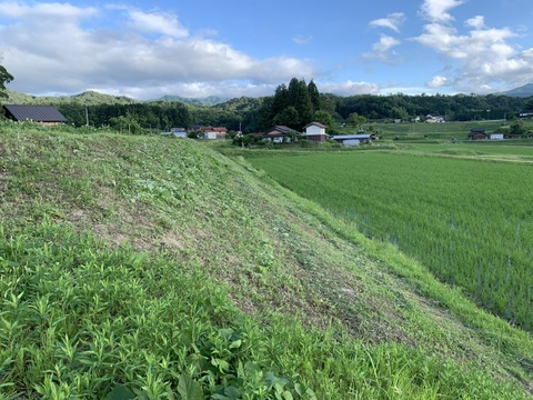 奥出雲産自然栽培天王寺かぶ(1kg)