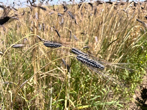 【小麦の祖先？】有機古代小麦 ブラックエンマー玄麦 900g 2025年産  北海道 十勝 ほんべつ産   ※小麦粉じゃありません