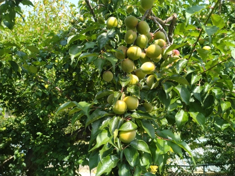 南高梅 和歌山県橋本市産 大玉3Lサイズ  4ｋｇ【送料無料】