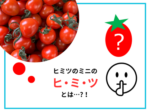 ★2㎏★秘密にしたい?!ミニトマト『ヒミツのミニ』約2kg（250gx8p）