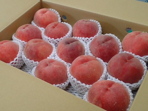 運命の出会い⁉️【67品種の桃を栽培】品種は何が届くかお楽しみ！白桃5㎏【夏ギフト】