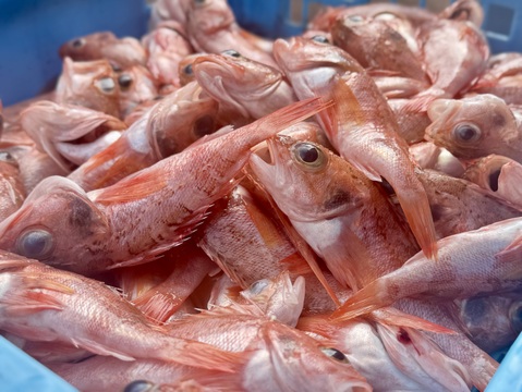 駿河湾の小さな夢カサゴ 約1kg（20尾前後）〜下処理済〜