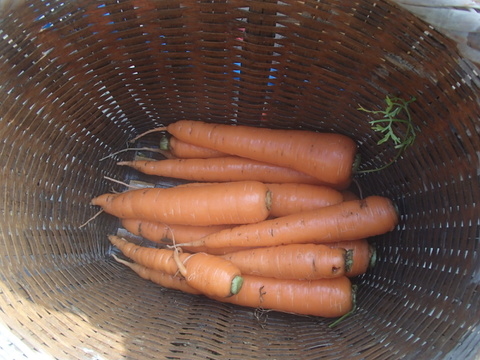 人参 5kg 形は色々だけど味は保証します！長崎の品種、黒田五寸人参