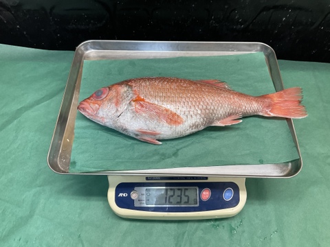 【年末年始インパクト】のどぐろ/アカムツ/白身魚のトロ/幻の1キロ超え/1235ｇ【冷凍】