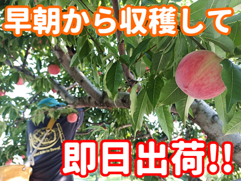 【福島県の桃】品種おまかせ　中箱9〜13玉（約３kg）【ギフト・贈答用に】7月30日頃〜8月15日頃まで販売