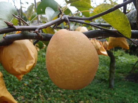 【売り切れ】【限定200セット】梨の食べ比べ便（食べチョク公式）