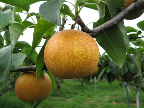 【完熟収穫】富山県産幸水梨（徳用・ご家庭用1.8kg）