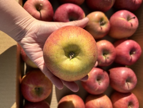 青玉 加工用 大訳あり サンふじ 5キロ箱