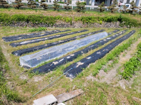 栄養満点で旨味も濃い緑のツルムラサキ500g