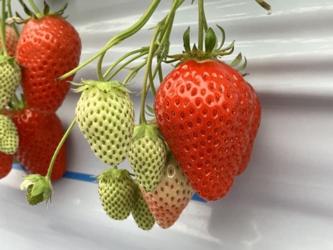 【冬ギフト】朝摘み直送！『かおり野』240g×2P