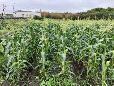 とうもろこし(味来)　箱売り(皮付き3㎏)