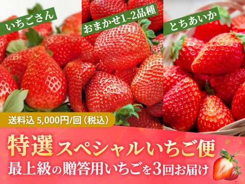 【特選スペシャルいちご食べ比べ便】おまかせ1~2品種 (約450g)🍓