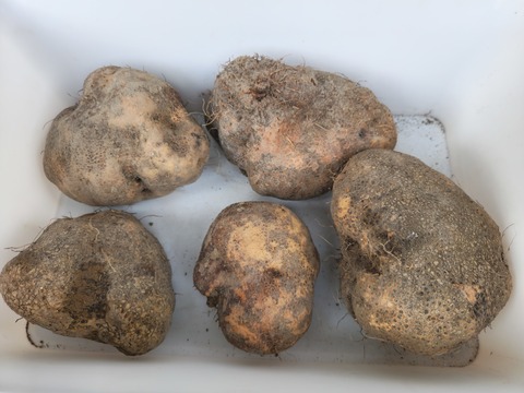 【特産】山の芋 約1kg 兵庫県六甲山麓有馬の美しい大地から産地直送