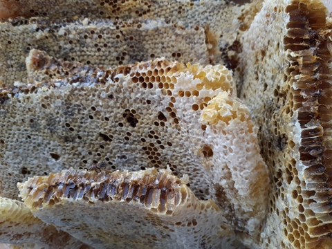 日本ミツバチの巣蜜 ５００g
