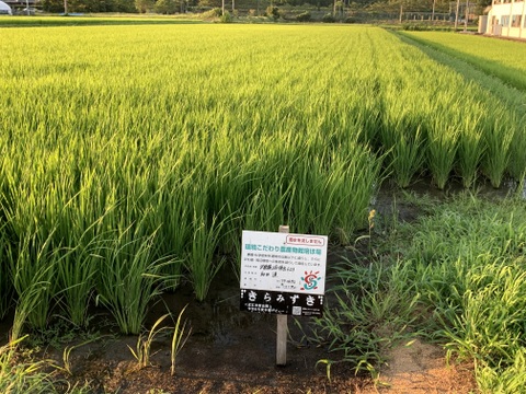 R7滋賀県きらみずき精米5kg