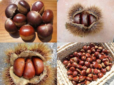 【氷温貯蔵で甘い 大粒セット】自然栽培の筑波栗と利平栗の大粒セット900g