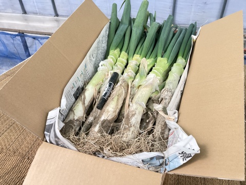 《今が旬！》お蚕さまも手伝う「泥付き長ねぎ」【2L～3L 15本】